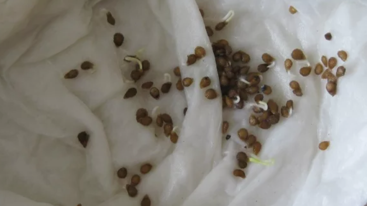 Замачиваю семена по методу 3-х дней для всхожести 90%. Проверенный способ работает без химии