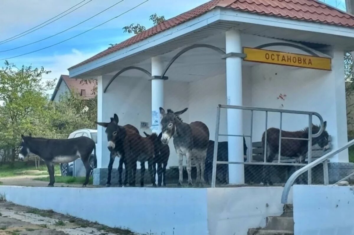    Жители Анапы жалуются на «бомжующих» ослов, вытаптывающих газоны и огороды