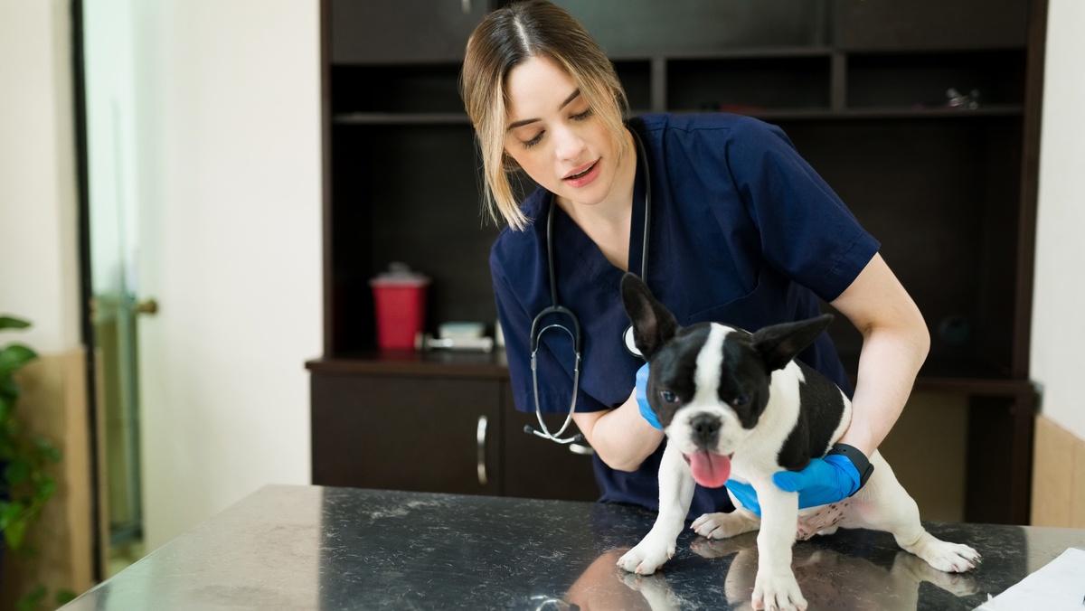    Югорчане смогут бесплатно стерилизовать кошек и собак