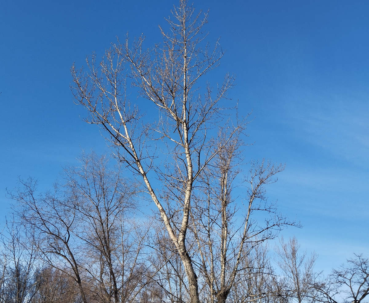 Утро красит нежным светом. Февраль. Лианозово.