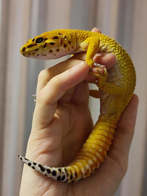 Ленивая жопка Зоя (эублефар)