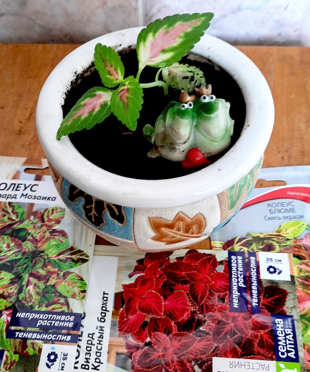 Свежепосаженный черенок колеуса 