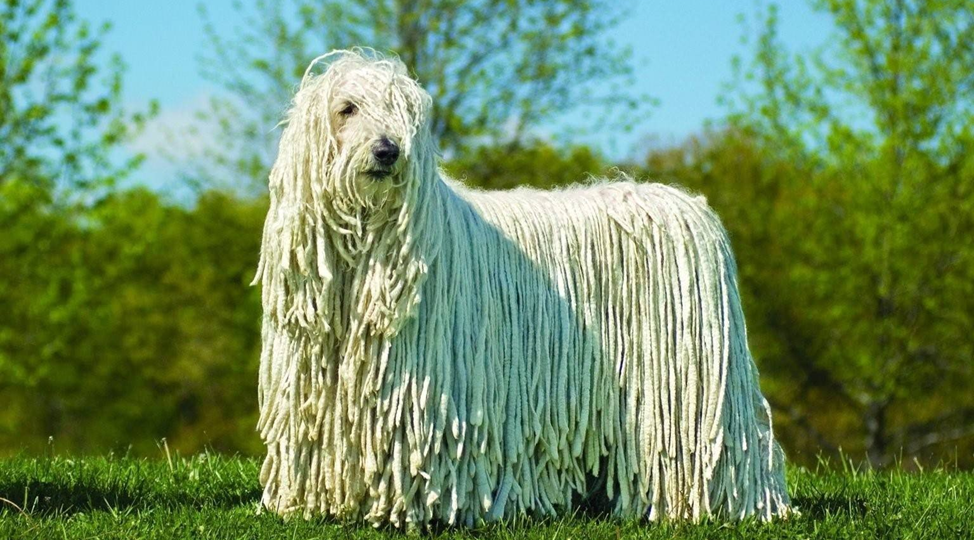 ТОП-5 пород собак с самой нестандартной внешностью — природа тоже любит экспериментировать!