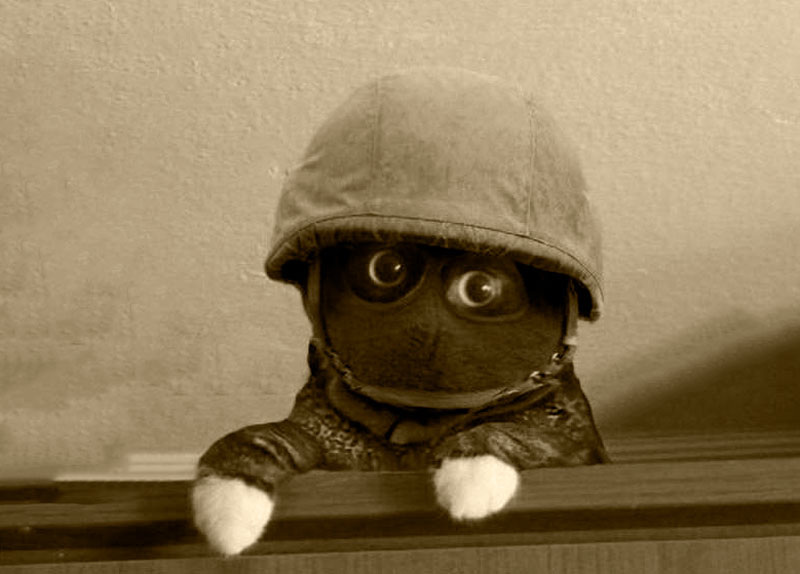 Кошачий спецназ