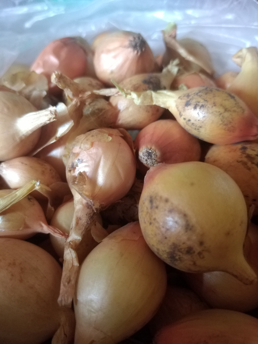 Зелёный лук "Геркулес". Фото автора канала