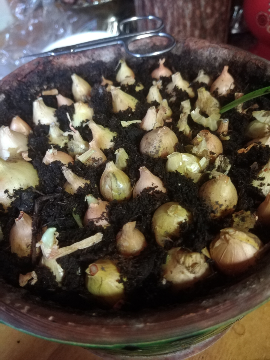 Хвостики срезала