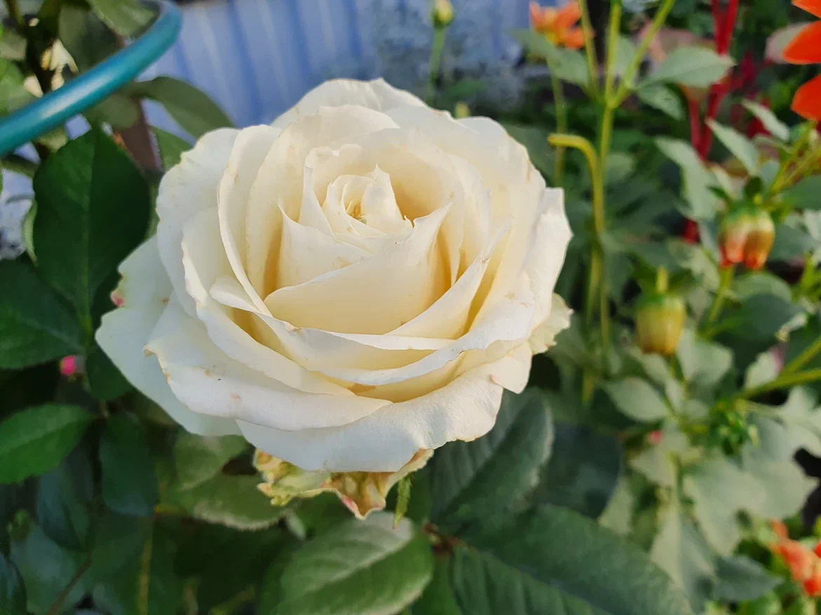 У мамы в саду розы часто страдают от тли