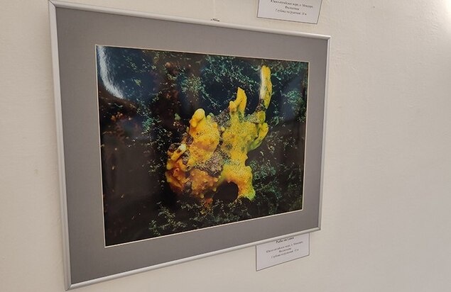     Фото: ФИЦ ПНЦБИ РАН