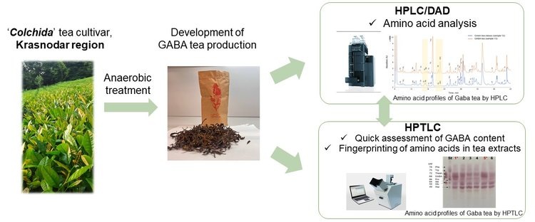     Скоро россияне смогут оздоровиться отечественным ГАБА чаем
