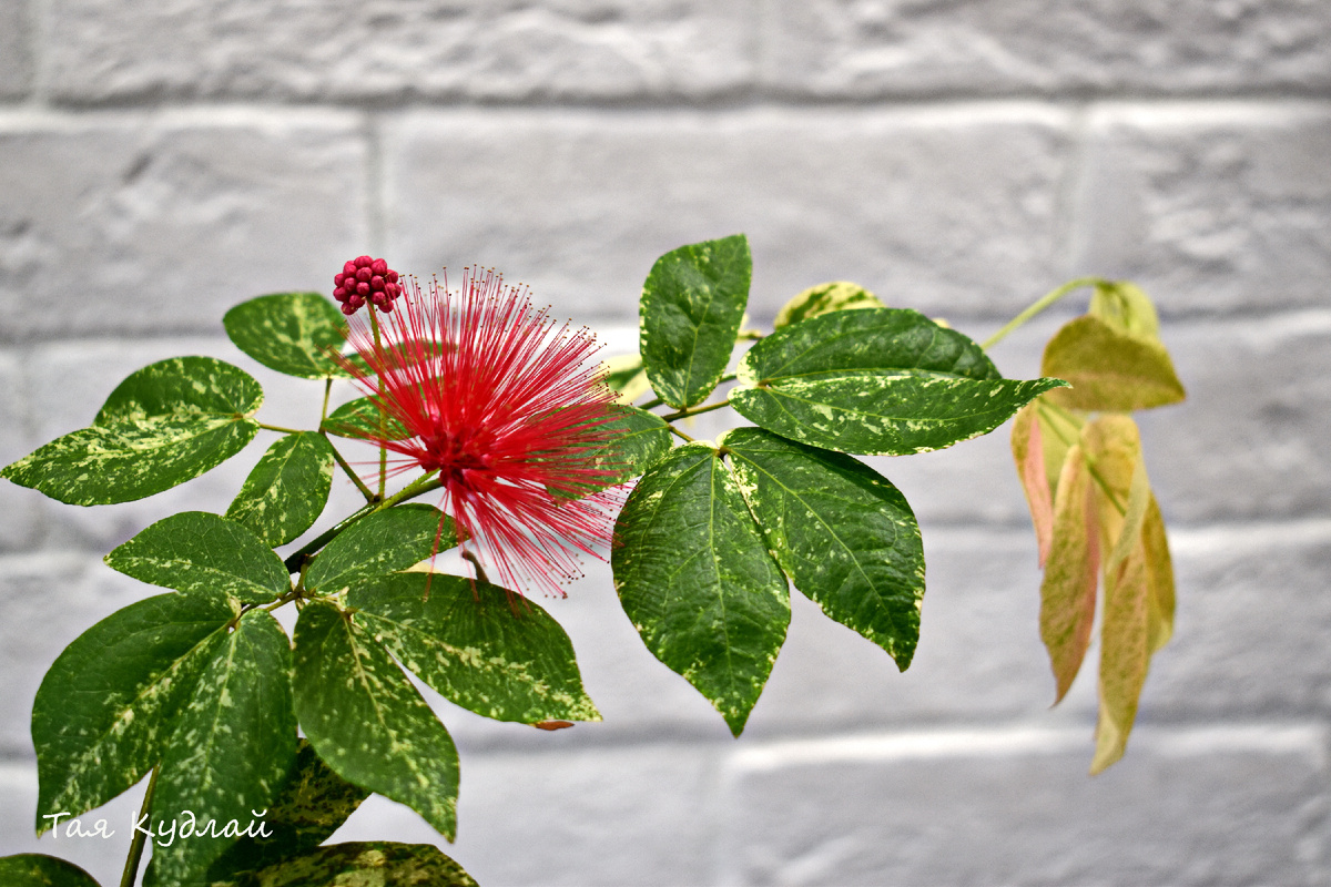 Каллиандра эмаргината нана вариегатная
