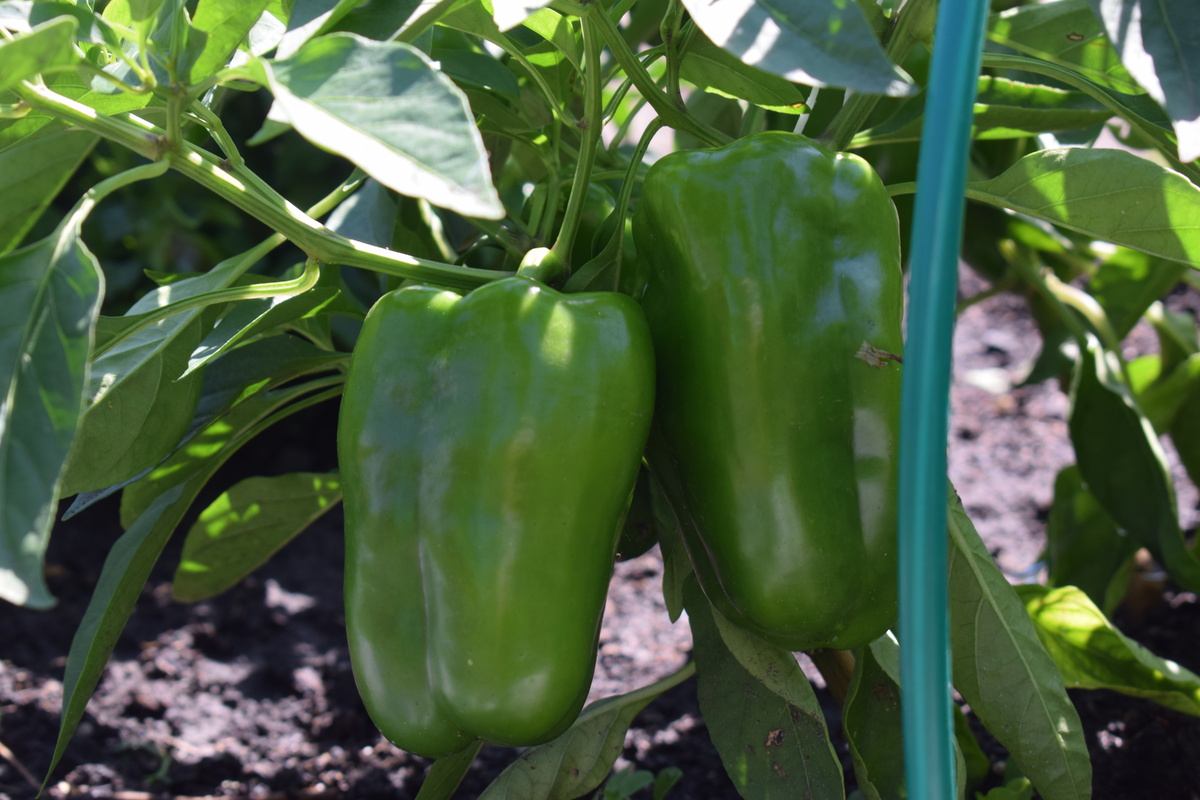 вот такой перец растет на моих грядках(фото автора)