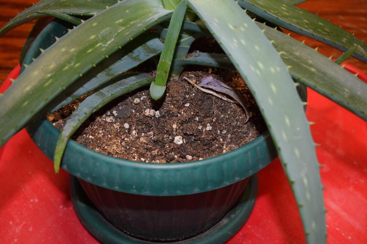 алоэ Вера(фото автора)