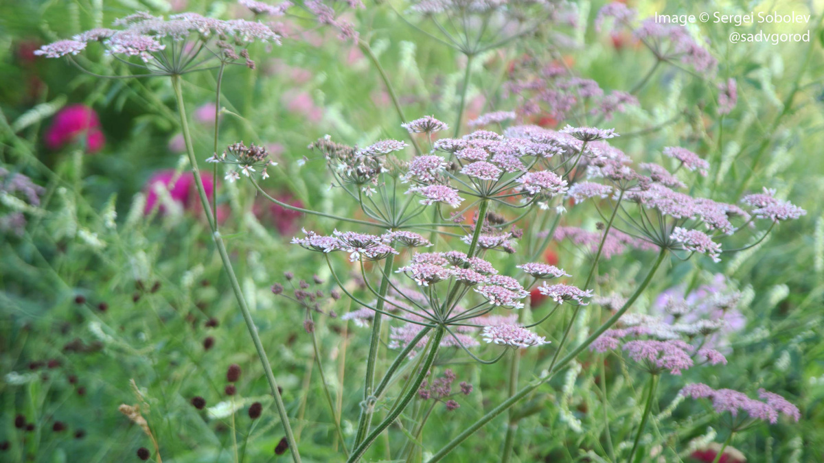 Борщевик обыкновенный (Heracleum sphondylium) ‘Pink Cloud’. 2 фото, листайте.