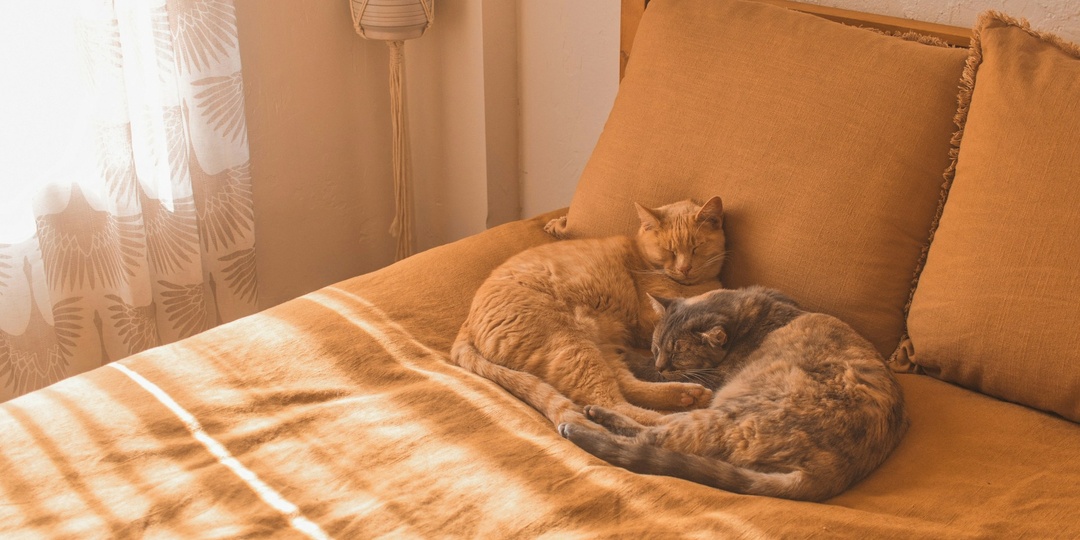 Как совместный сон влияет на отношения? Полезно ли спать вместе?