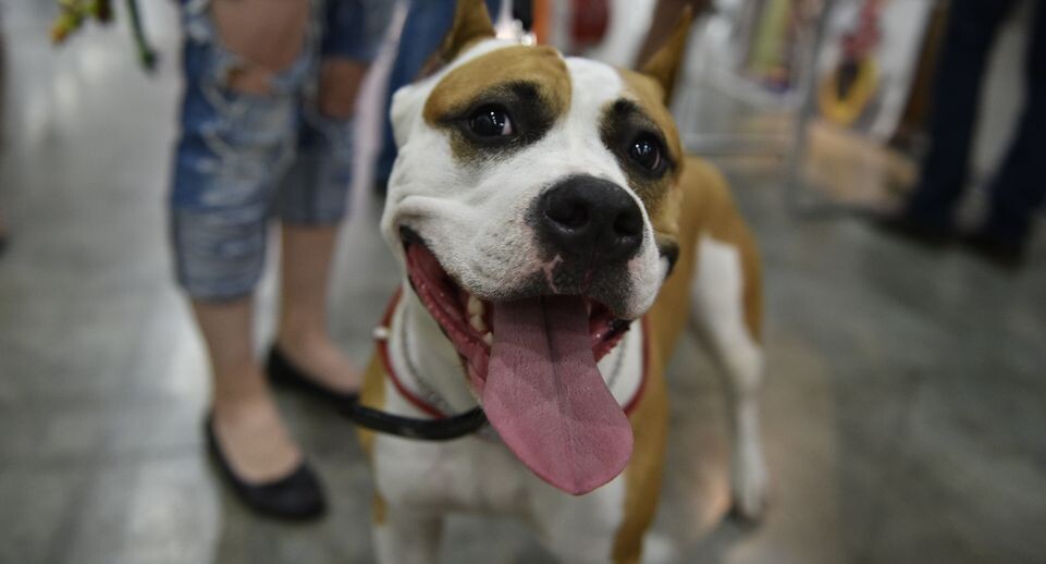    Медиасток.рф