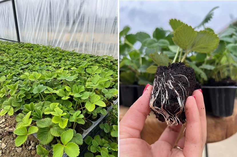 Рассада ЗКС нсд. 