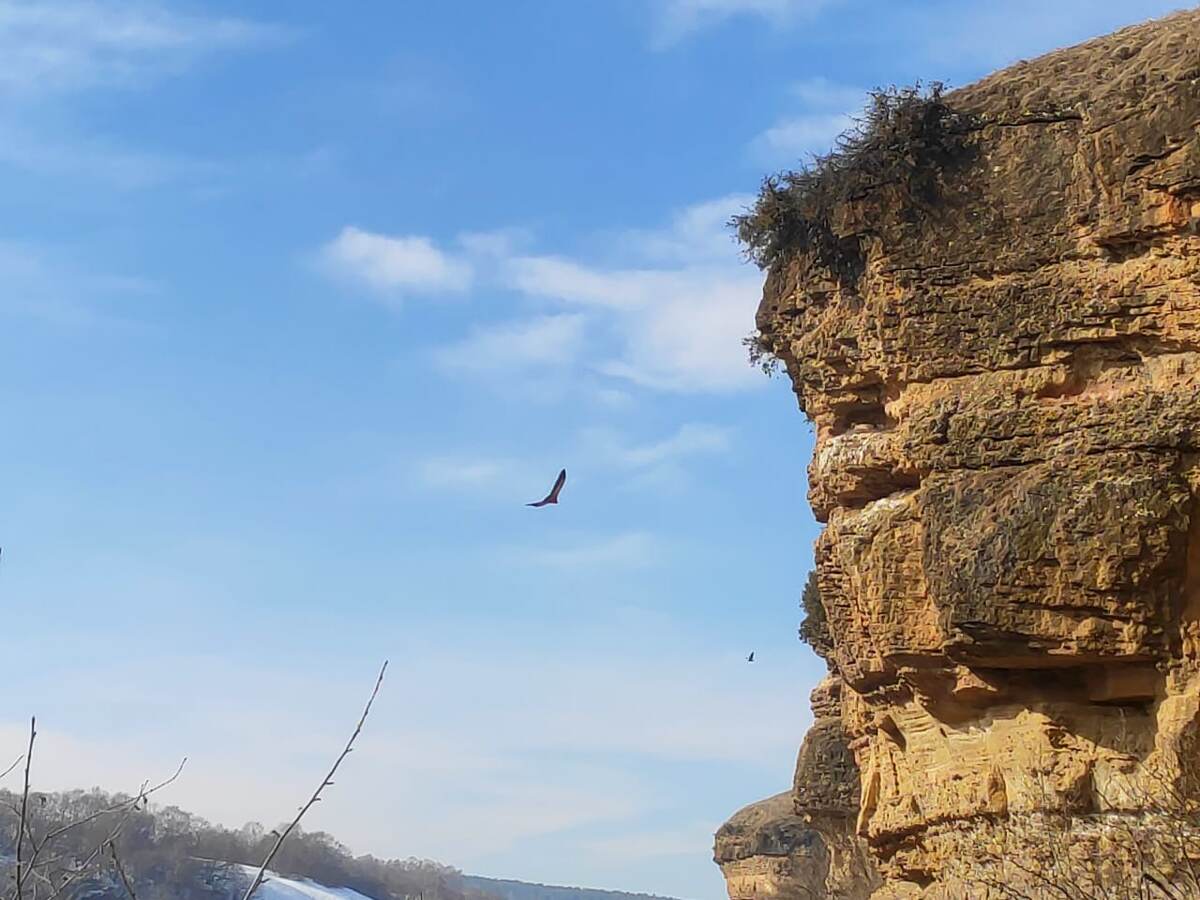 Кисловодские окрестности. Орлы парят. 