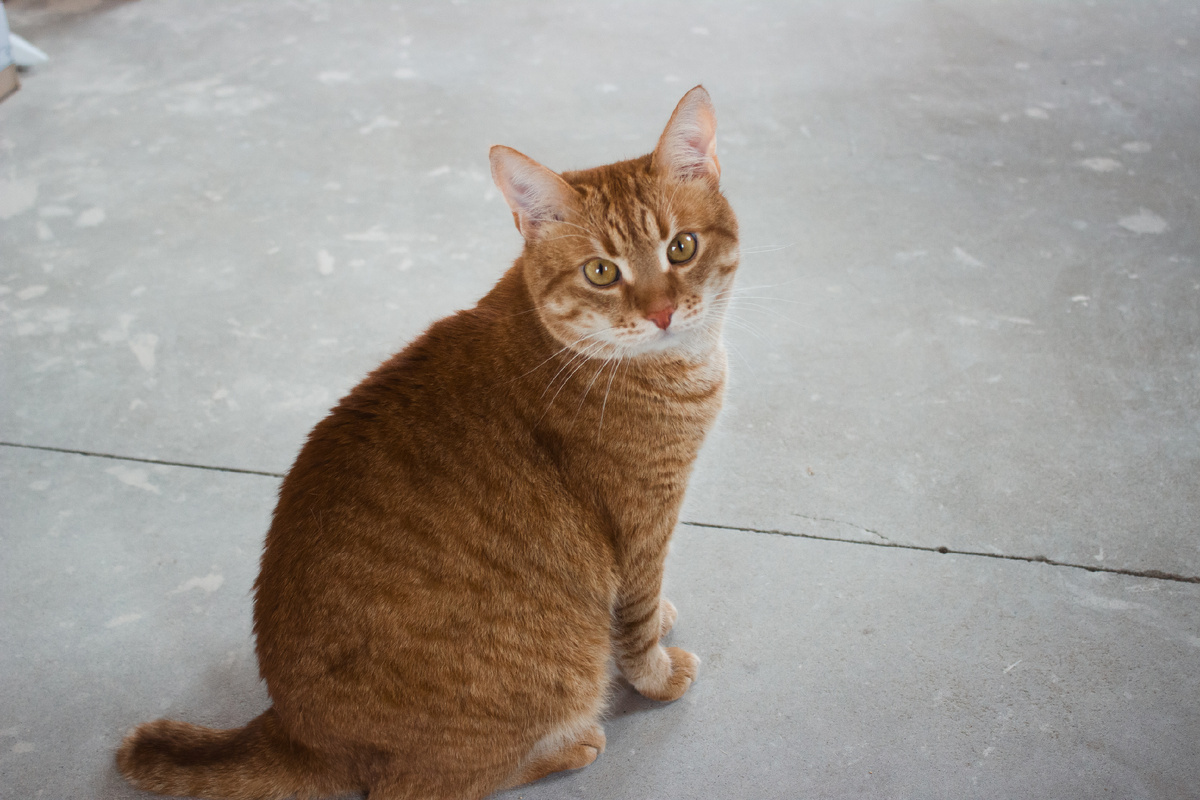 А как он позирует, мечта любого фотографа! 