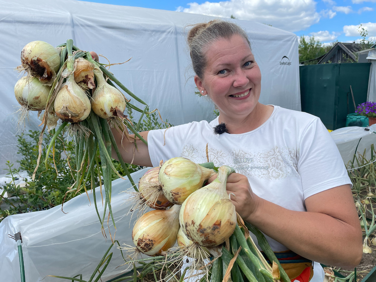 Крупный лук из семян