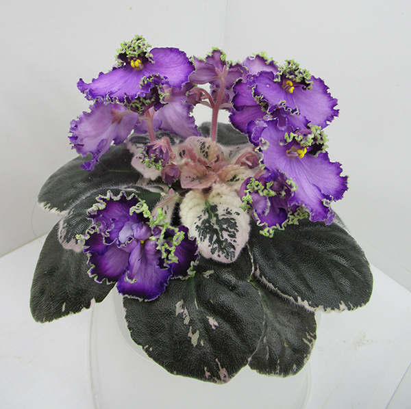 Фиалка ЛЕ-Галатея - моё цветение