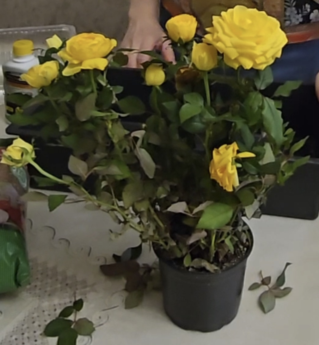 Наша розочка из магазина 