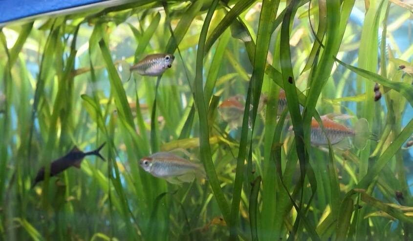 Приморский океанариум разместил у себя последнюю партию рыб-переселенцев из старого здания на Батарейной