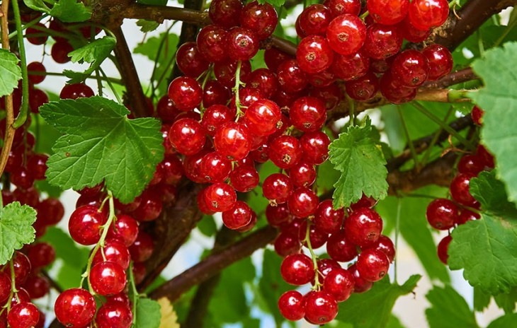      Красная смородина