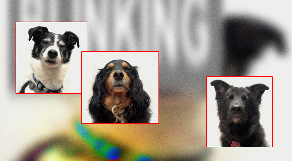   N + 1; Chiara Canori et al. / Royal Society Open Science, 2025