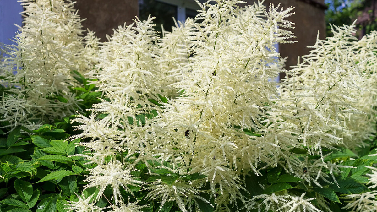 Волжанка двудомная. Фото: thespruce.com