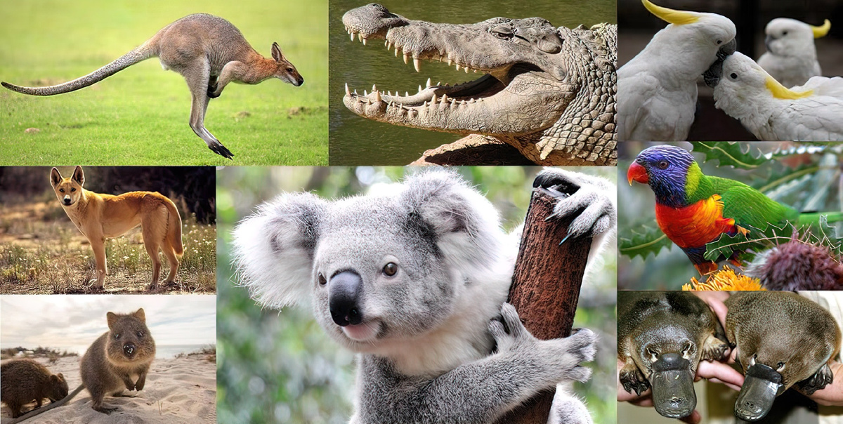 Животные Австралии