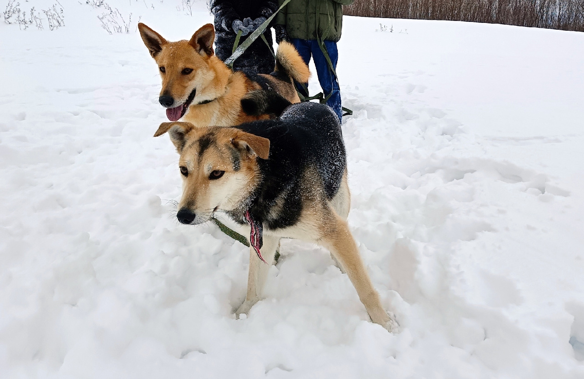 Лаки и Габи - жизнь полна событий и чудес!
