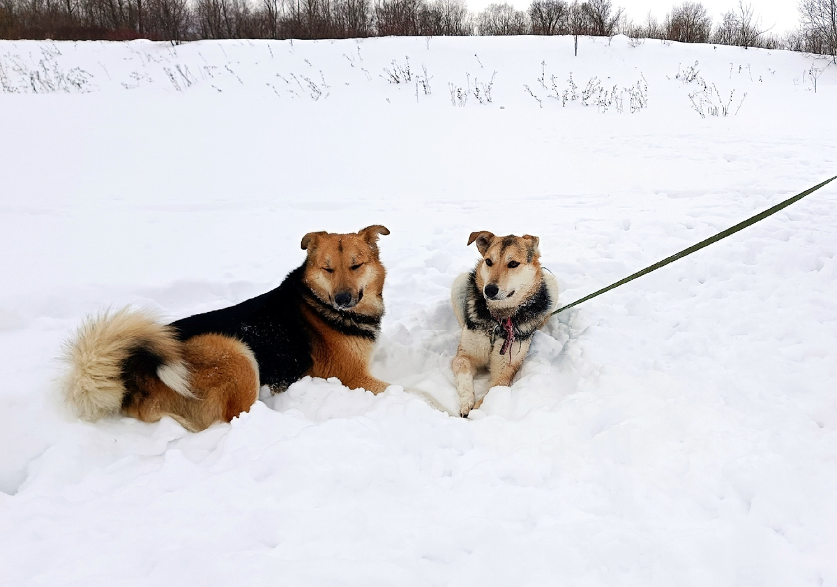 Джек и Габи - весь мир у наших лап!