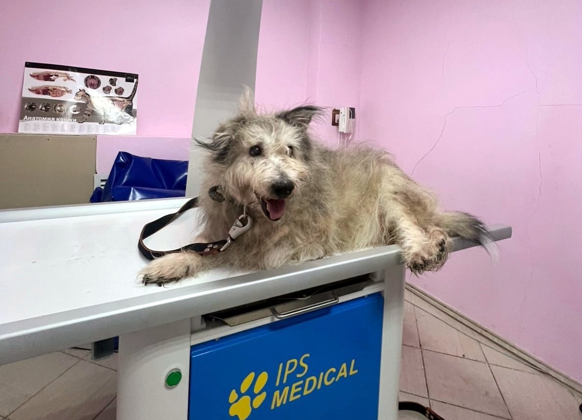 Лечили мы Боба, но спасти не смогли, этот горький факт останется с нами навсегда 