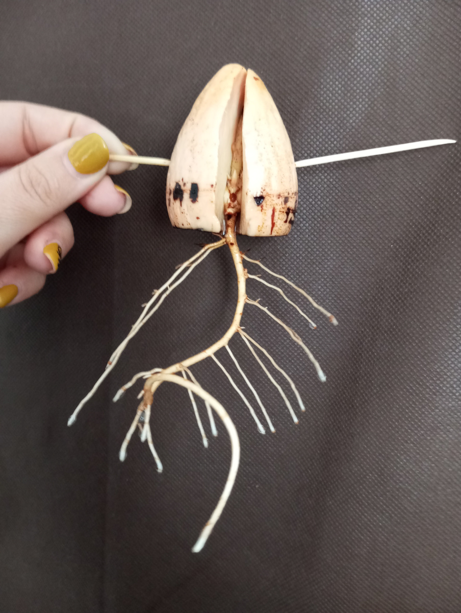 Виолетта ГАРИВЛЕНКО: Такой корень выпустило авокадо через пять недель.