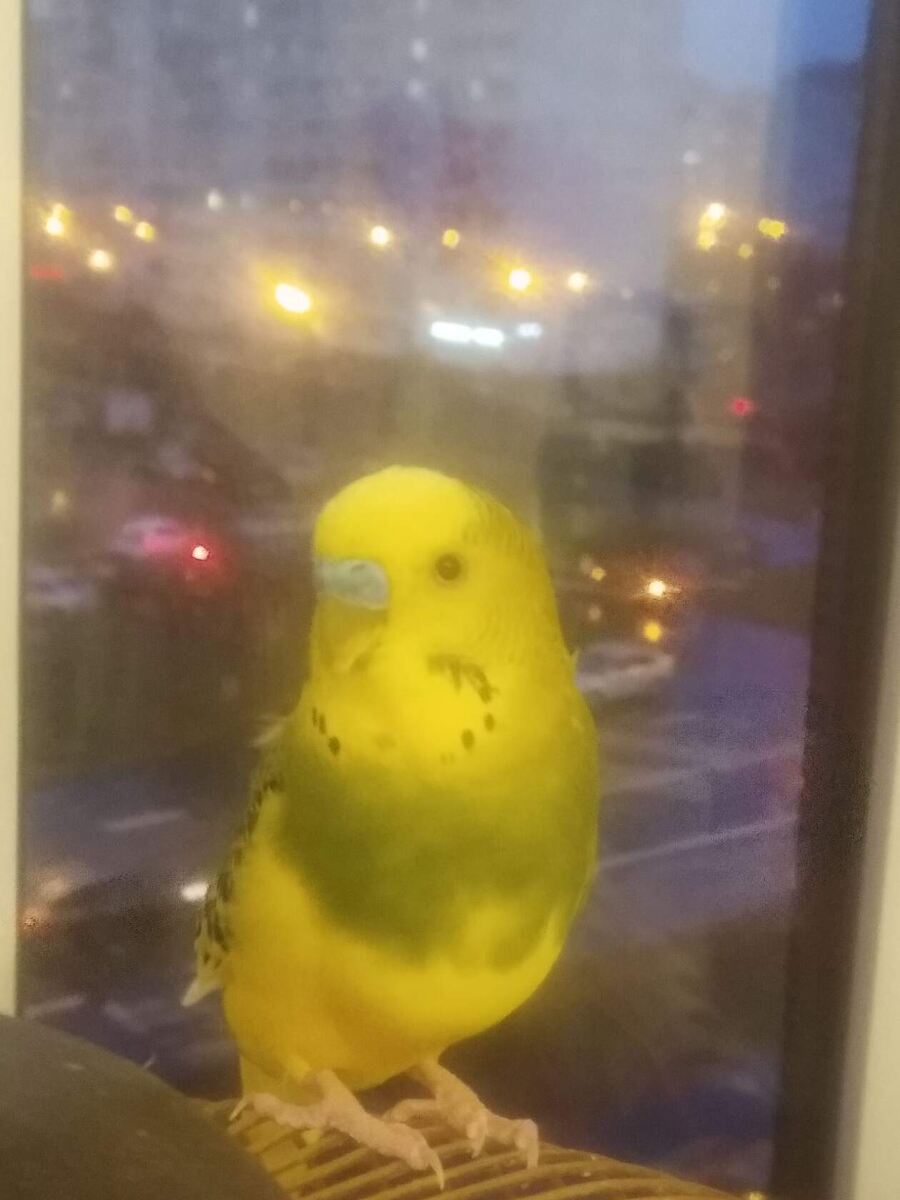 Фото из домашнего архива . Кеша.