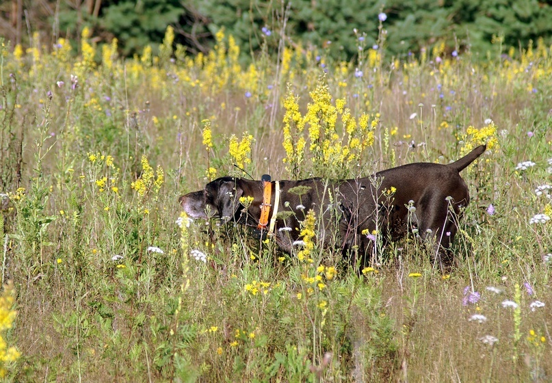 Легавая тянула к ближайшему кусту. фото О. Малова