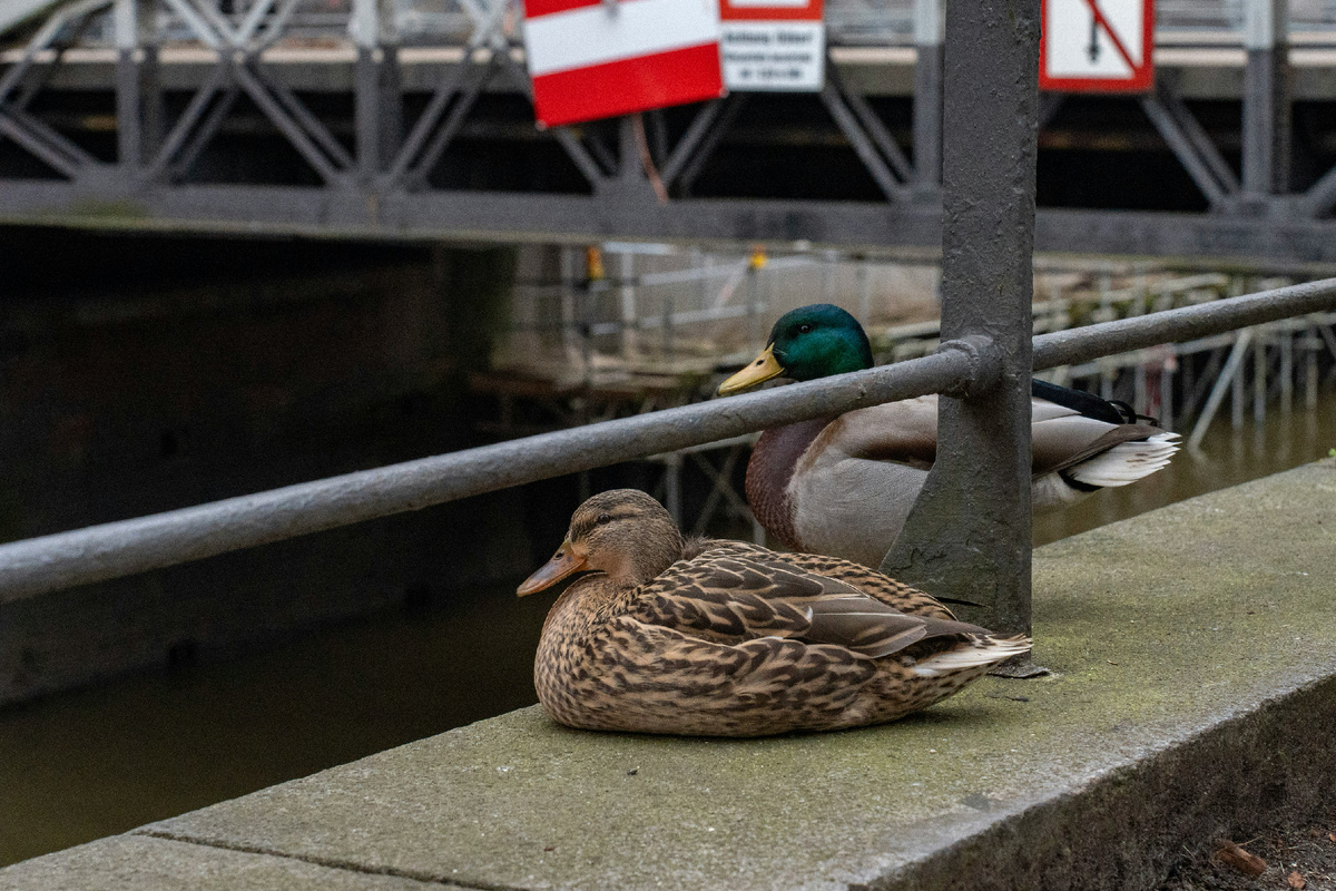 Картинка с бесплатного фотостока https://unsplash.com, автор Sorin Basangeac