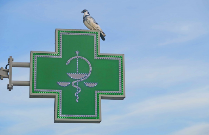  Пока непонятно с хорошими или плохими новостями прилетел почтовый голубь / Фото: pxhere.com