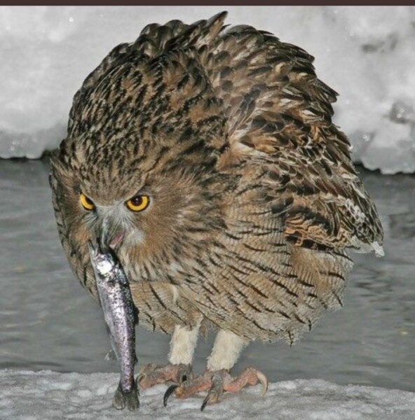 Рыбный филин