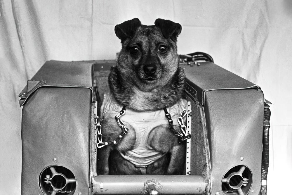 Собака Умница во время тренировок в блоке СЖО Второго искусственного спутника Земли. Положение собаки в кабине для животного.