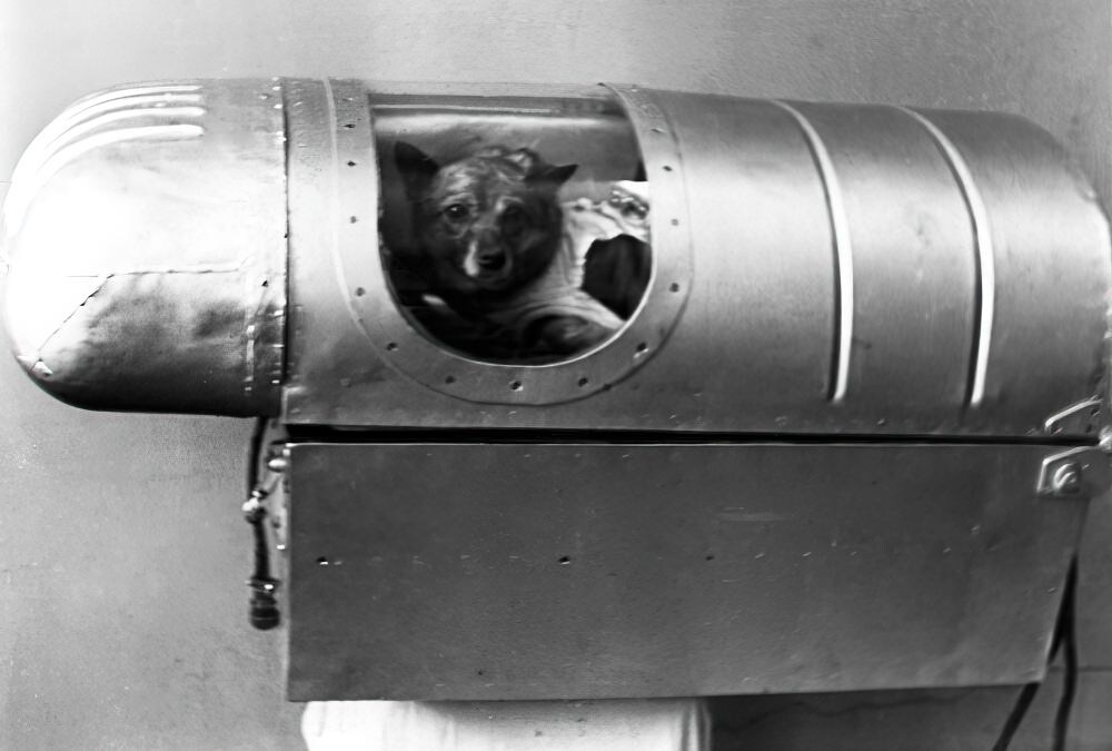 Животное в специальной камере для создания режима декомпрессии.