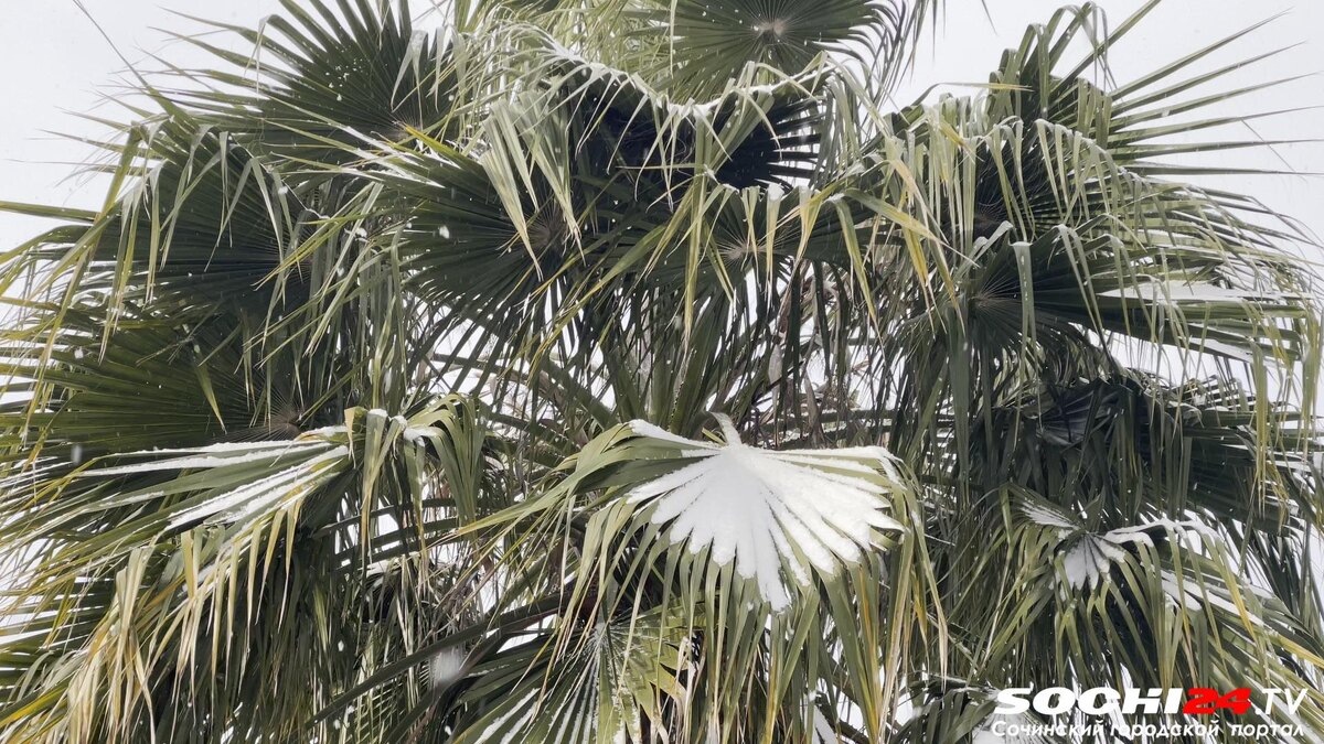 фото: Сочи 24  📷
