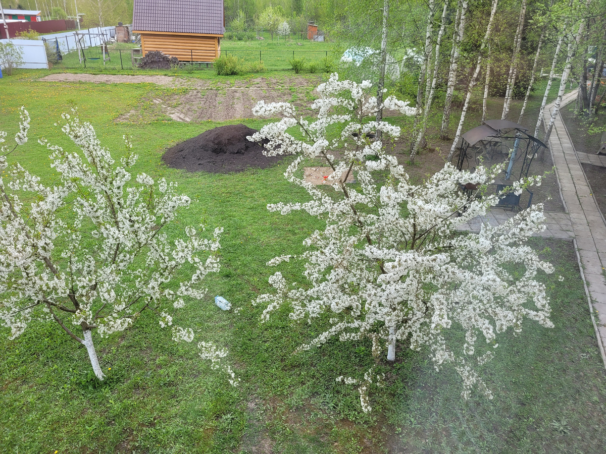 Вишни цветут