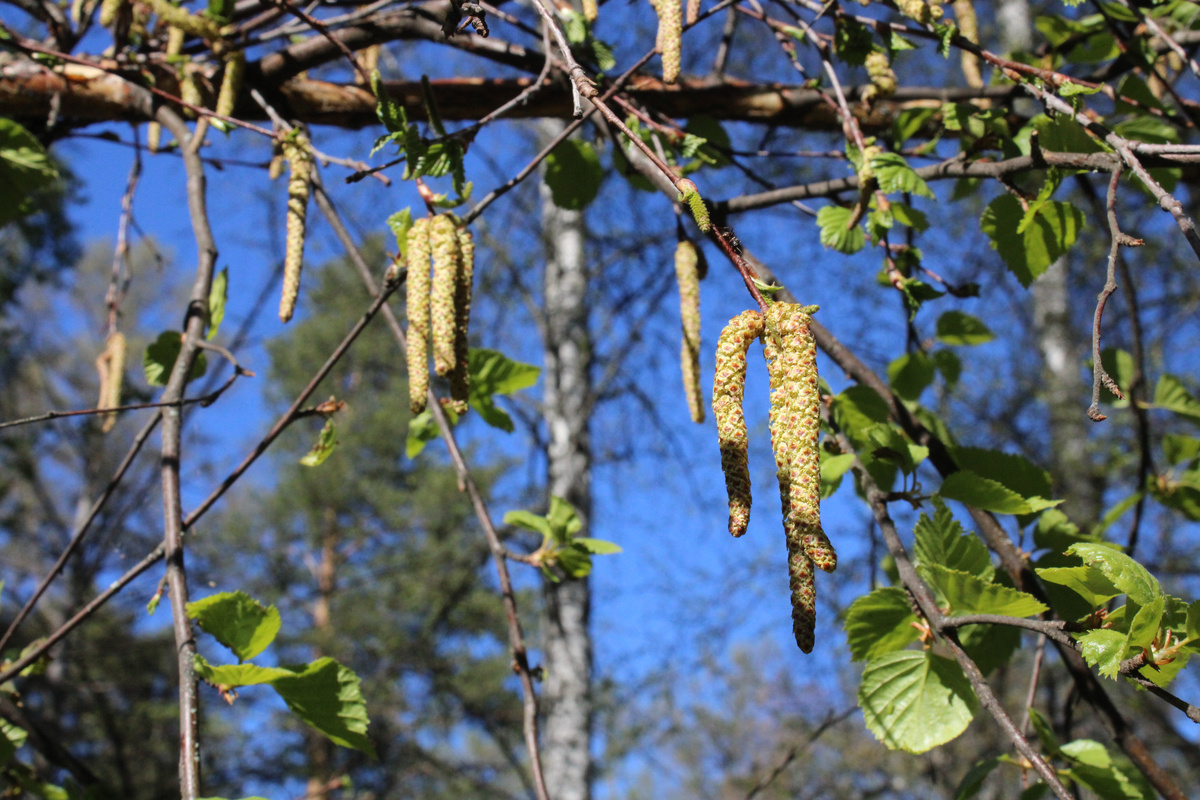 Весна в этом году будет ранней во многих регионах страны.