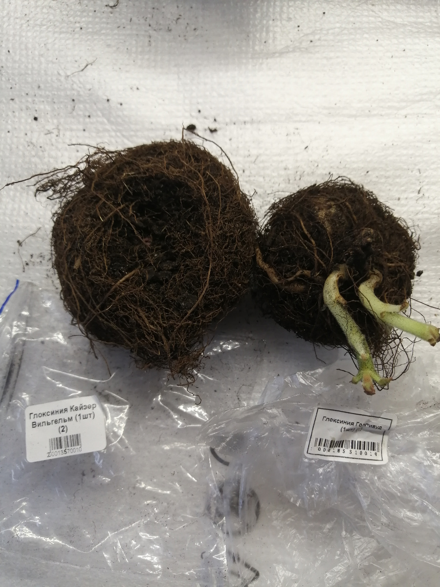 Это мои новые жители