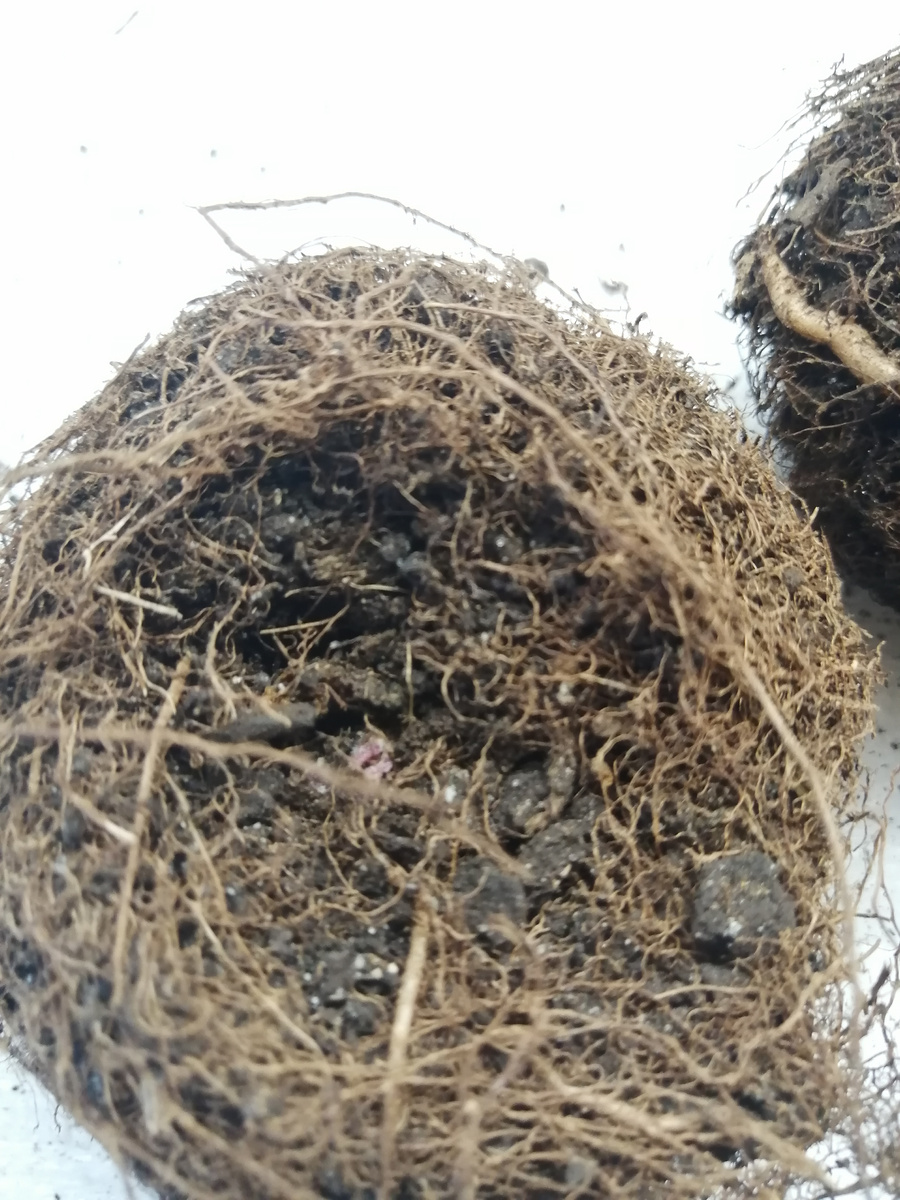 Нежно-розовое пятнышко в центре - это росток