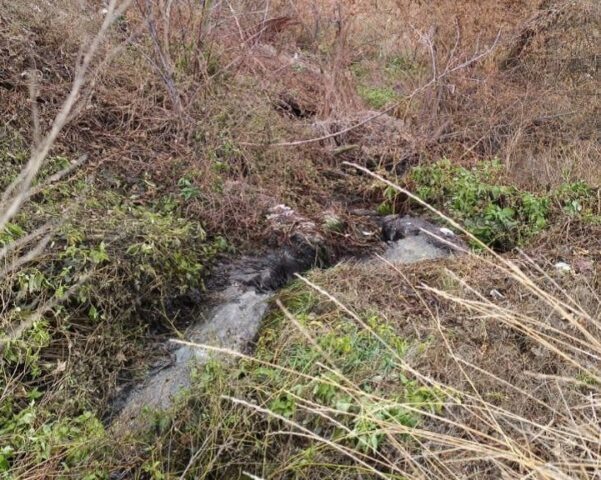     Фото: t.me/ekolog36