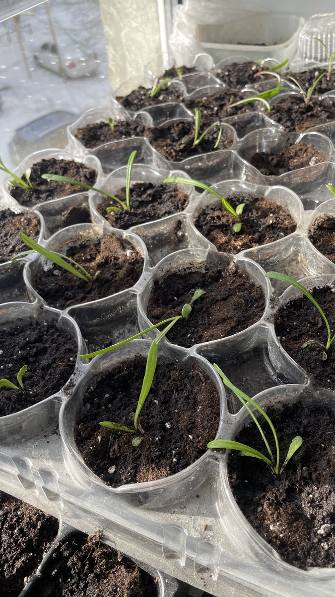 Фото неделю назад, после пикировки. Сейчас еще подросла. 