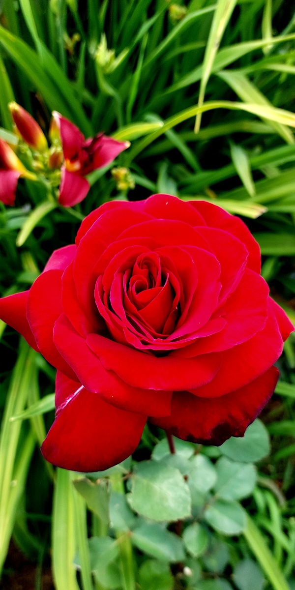 Эдит Пиаф. Ч/г роза