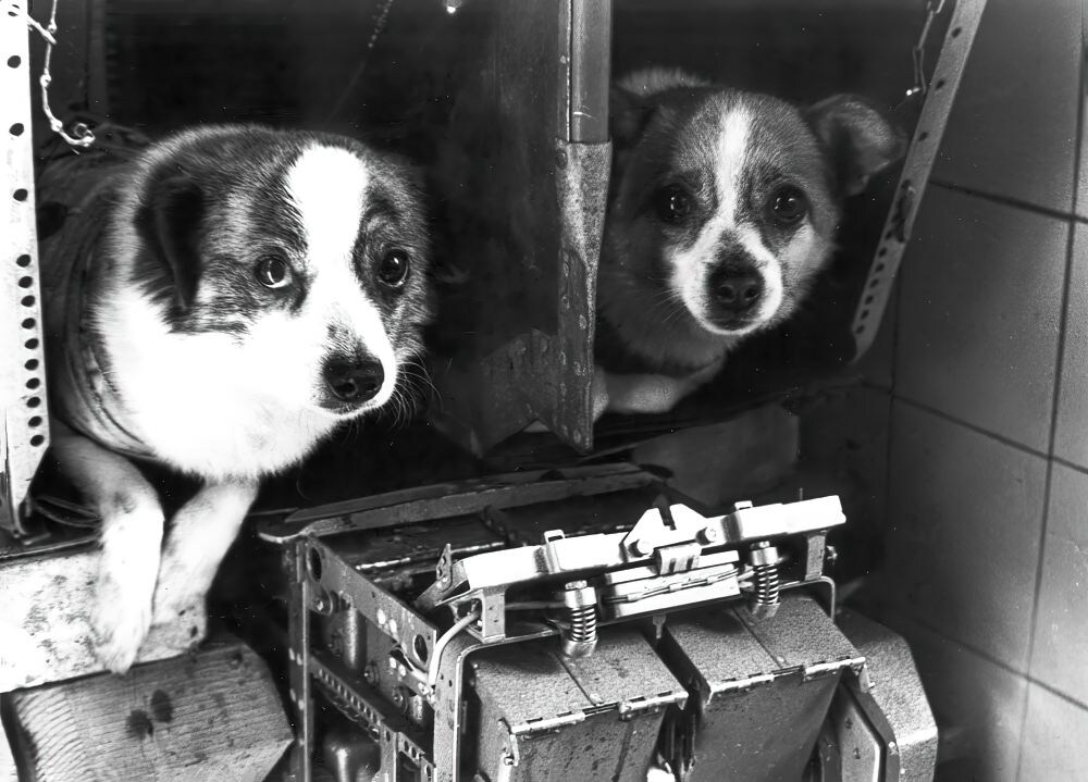 Собаки в контейнере с автоматом кормления. Институт авиационной и космической медицины. г. Москва. 1959 год.